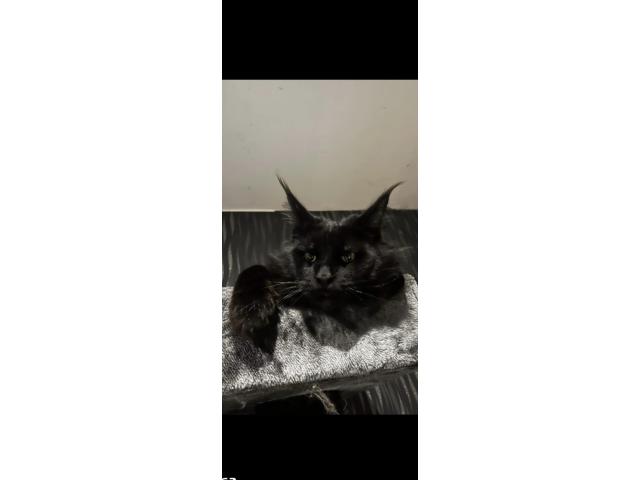 Maine coon