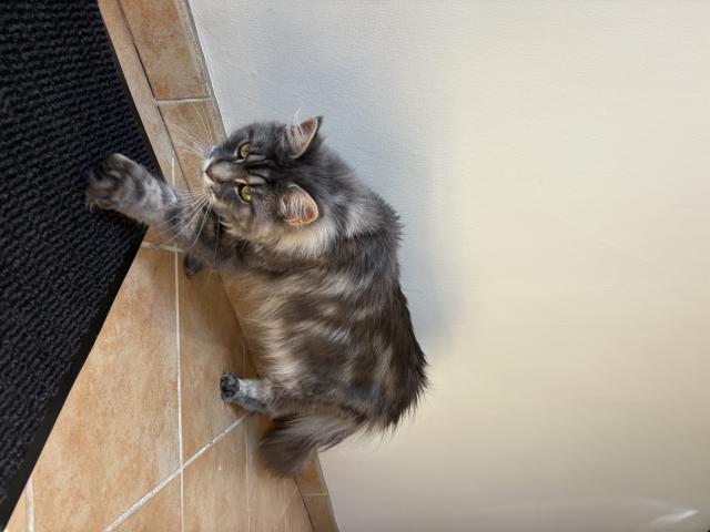 Maine coon femelle polydactiles