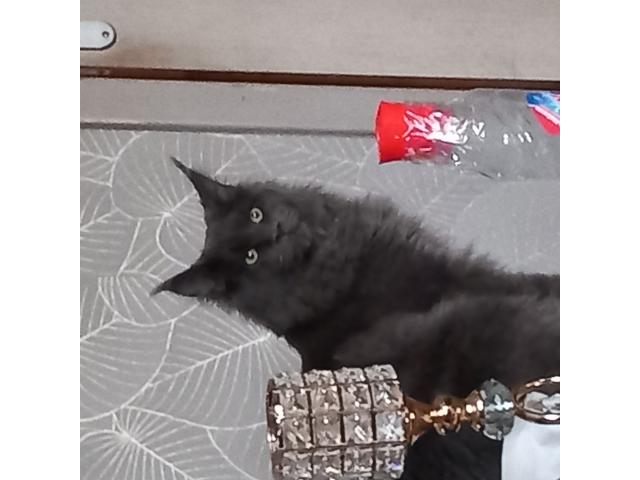 Maine coon  jeune mâle  pour sallie