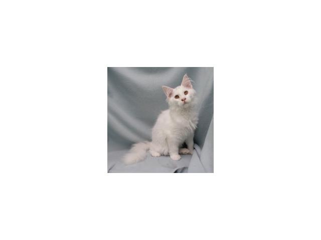 Maine Coon - Splendides chatons à vendre
