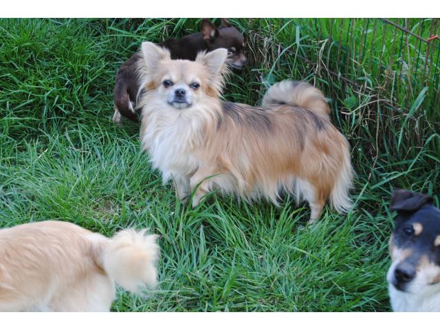 male chihuahua stérilisé. A  TROUVE SA FAMILLE