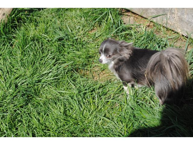 Male chihuahua stérilisé A TROUVE SA FAMILLE