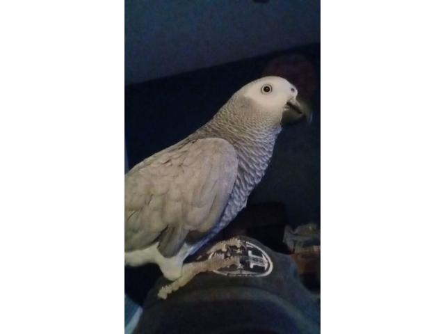 Male disponible