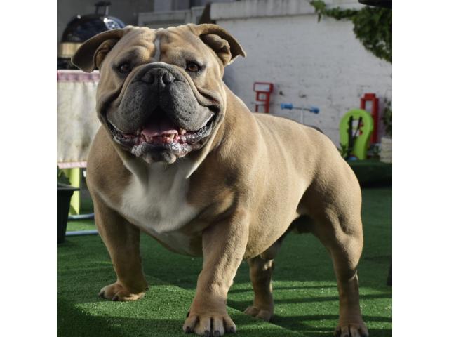 Male exotic bully pour saillie
