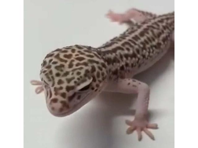 mâle gecko leopard 2 ans