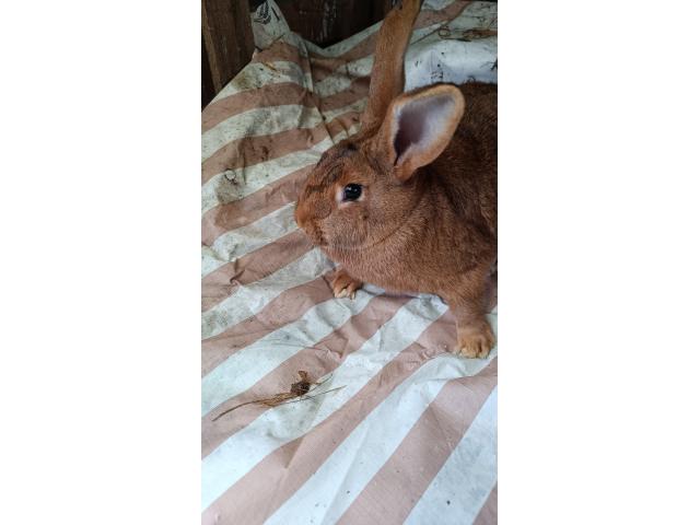 Mâle papillon