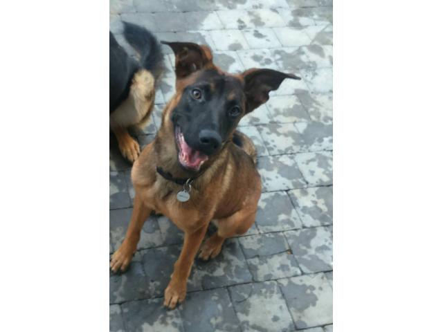 Photo malinois a donner image 1/4