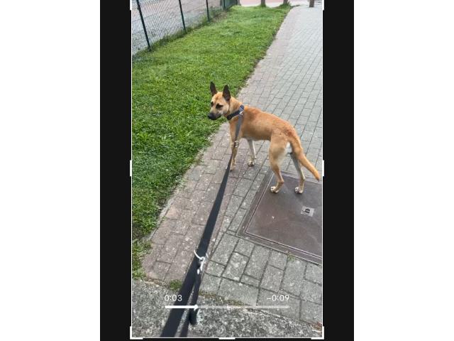 Malinois croisé staff