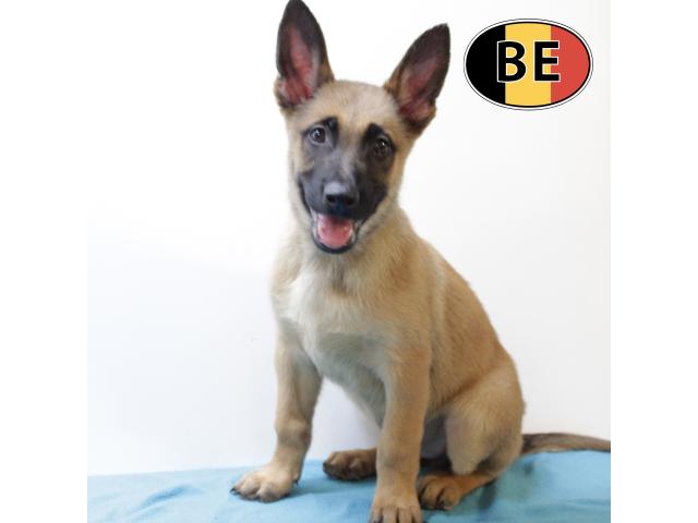 Malinois - Splendides chiots à vendre