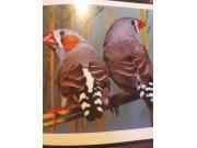 Annonce Mandarin couleur classique
