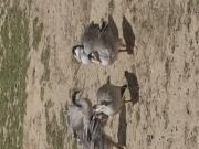 Annonce Mandarins, carolins,  oie