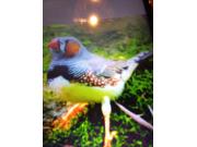 Annonce Mandarins voir description