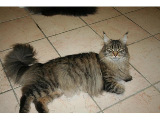 Photo manifique chatons maine coon a reserver image 1/3