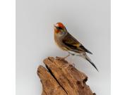 Annonce Métis chardonneret chant chardonneret super chanteur .