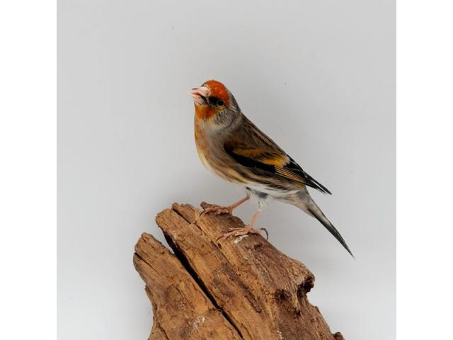 Métis chardonneret male 2024 et 2 canaris malinois male 2025