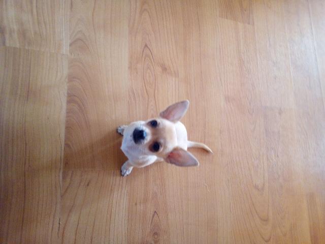 Mini Chihuahua a vendre
