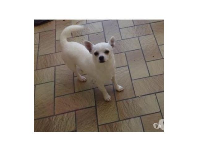 Photo Mini Chihuahua mâle blanc image 1/3