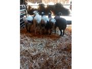 Annonce moutons