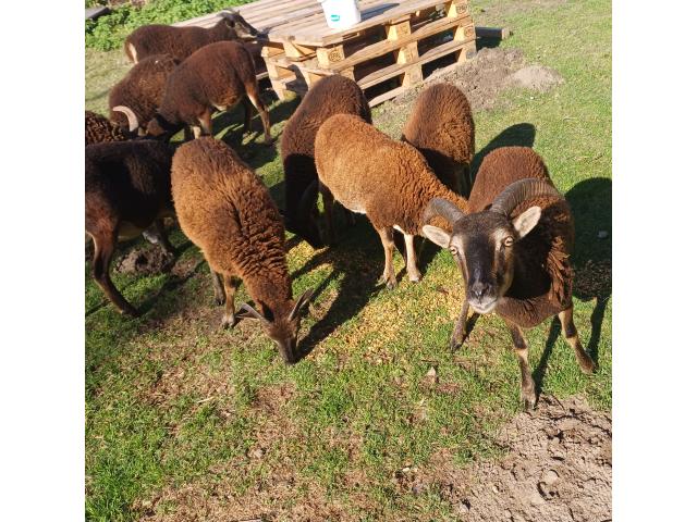Moutons du Soay