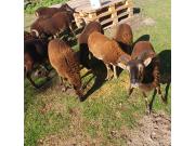 Annonce Moutons du Soay