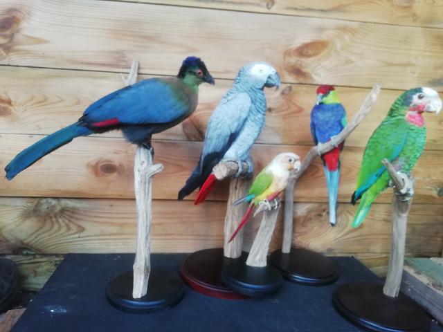 New mounted birds