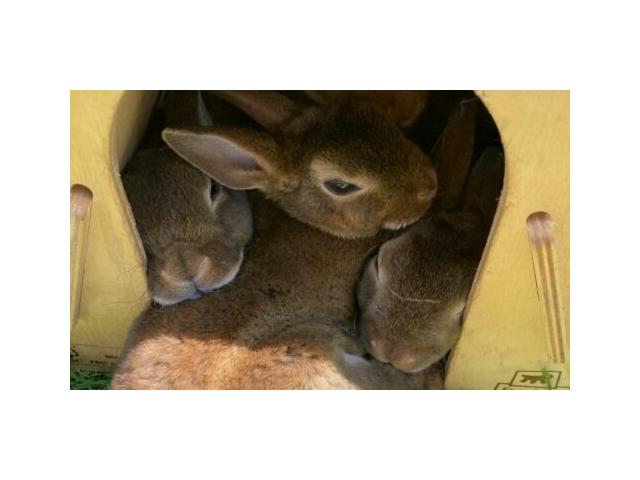 Photo Nichée de lapins nains Rex nés le 25/04 – variétés castor (3) et bleu (1) image 1/4