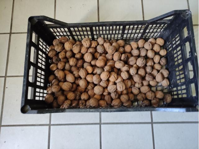 Noix  récolte 2025 bio