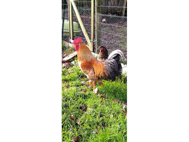 Photo Nuggets, un magnifique coq croisé Cream Legbar et Araucana image 1/2