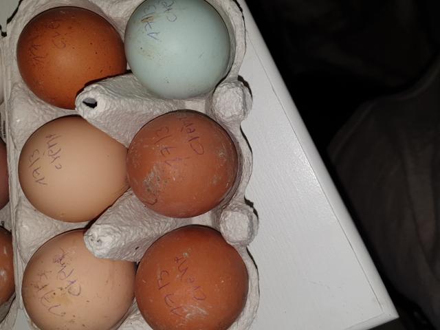 Œuf fécondé cream legbar de mon paquet mix ( vos poules pondront de jolies œufs bleu