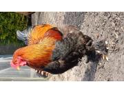 Annonce Oeufs fécondés de grand brahma PMD