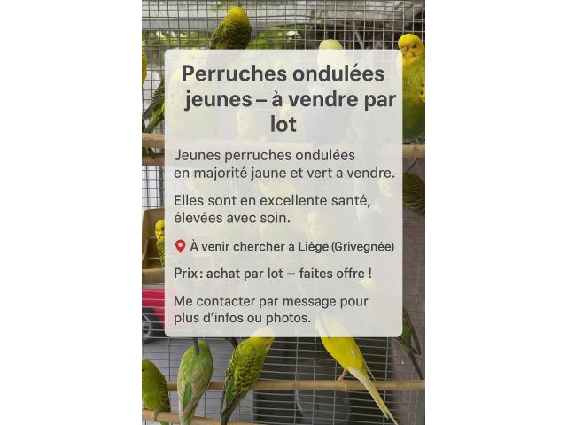 Oiseau - Perruches à vendre