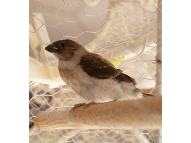oiseaux lonchura