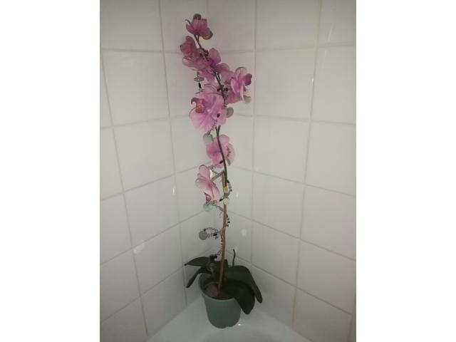 Photo orchidee et masque venitien image 1/2