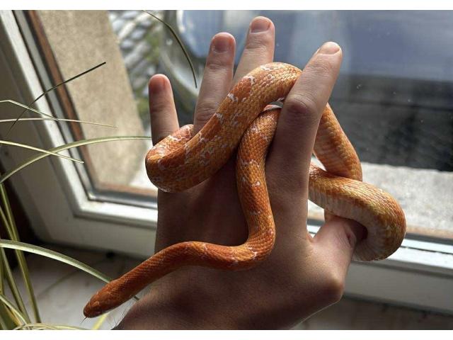 Pantherophis guttatus