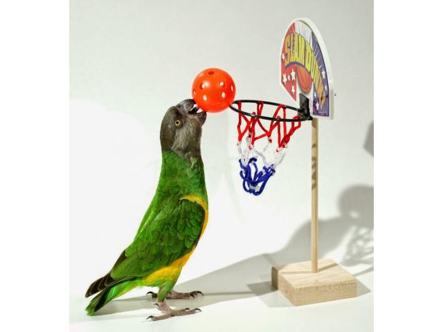 Parrot Basketball Set