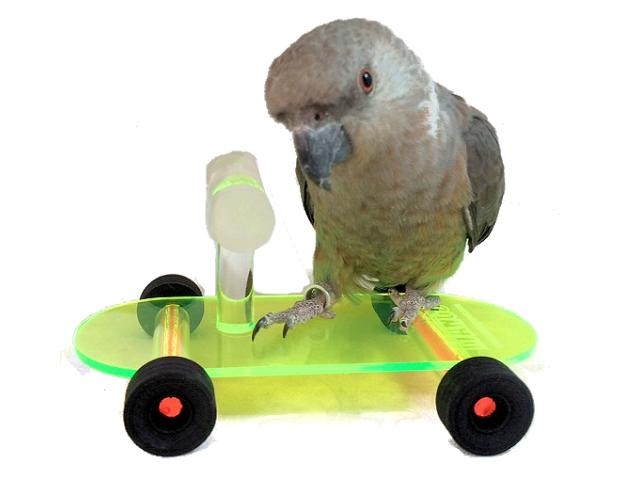 parrot skate board