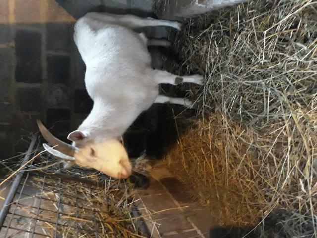 Particulier vend 2 chèvres Saanen blanches
