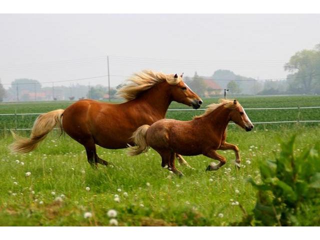 Photo pension pour cheval / poney / poulain prox Armentières image 1/1