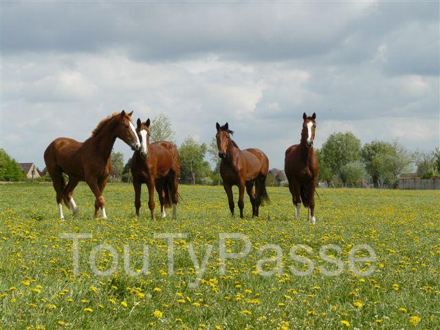 Photo pension tout confort pour chevaux (8 km de Tournai) Velaines image 1/6