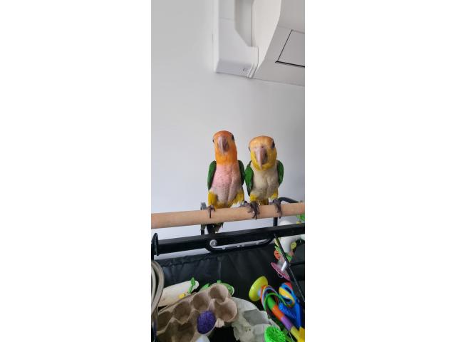 Perroquet caïque a tête orange