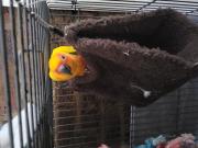 Annonce Perroquet conure du soleil