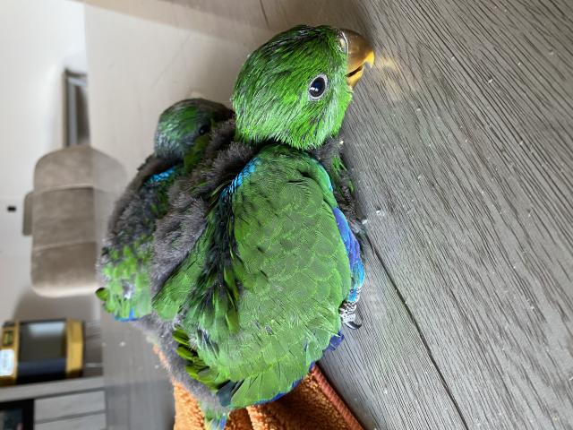 PERROQUET ECLECTUS APPRIVOISER EAM