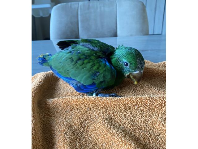 PERROQUET ECLECTUS APPRIVOISER EAM