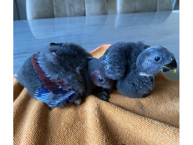 PERROQUET ECLECTUS APPRIVOISER EAM