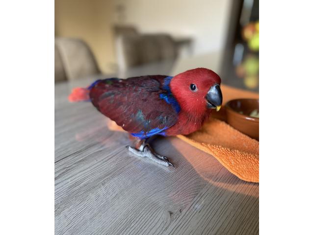 PERROQUET ECLETUS APPRIVOISER EAM