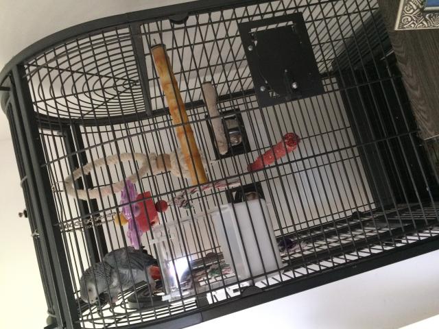 Perroquet gris du Gabon avec cage et accessoires
