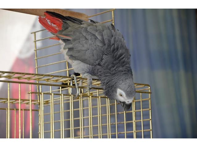 Perroquet gris du Gabon eam
