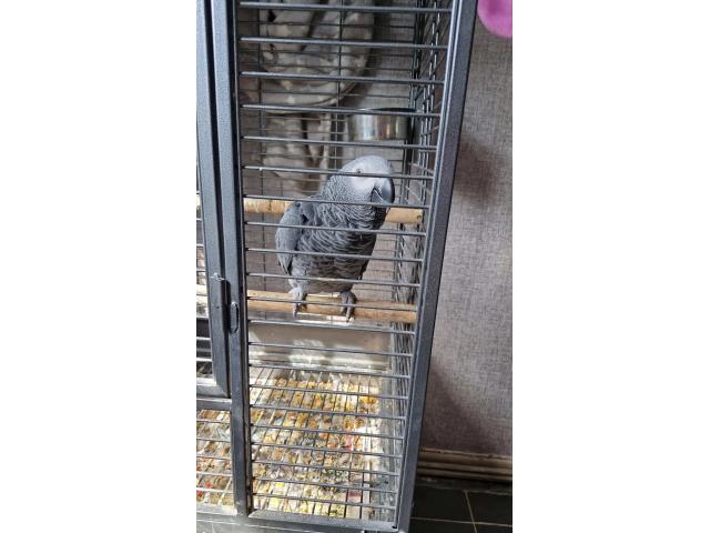 Perroquet gris du gabon male de 2 ans