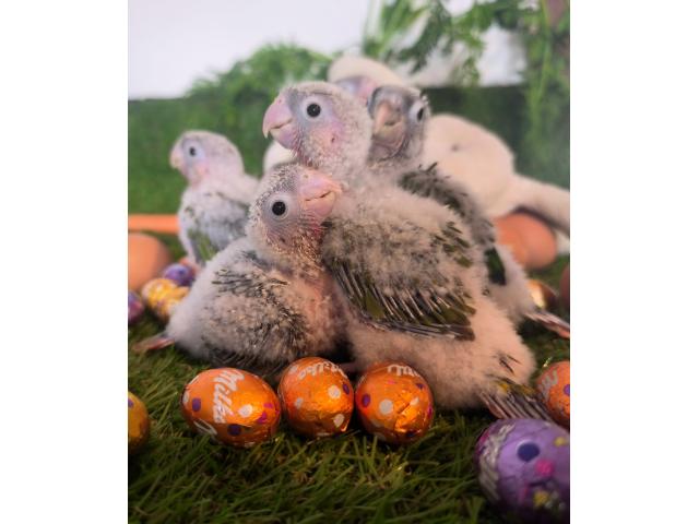 Photo Perroquet Perruche EAM Apprivoisé image 1/4