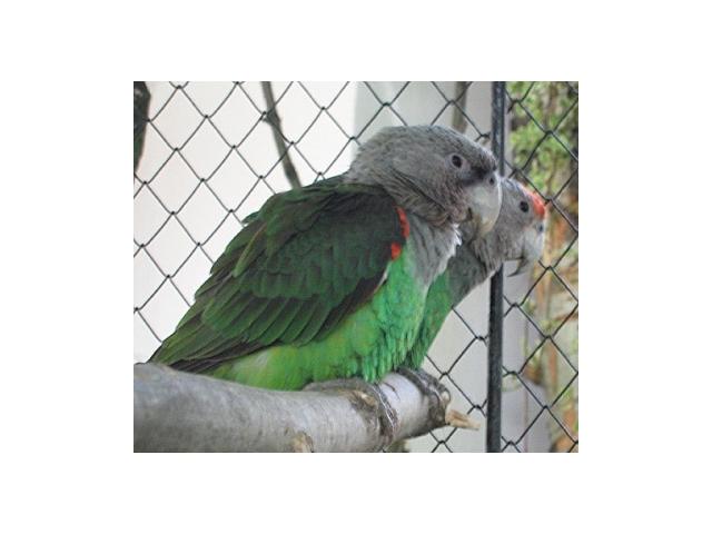 Photo Perroquets arrêt d'élevage image 1/5